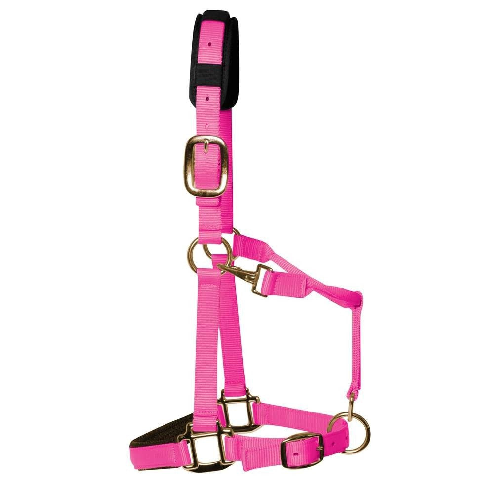 KM Elite Luxury Padded Headcollar